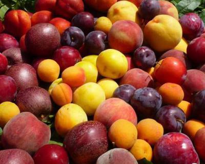 桃子、李子、杏子加工生產線